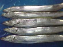  Whole   Frozen   Ribbon   Fish 