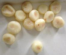 Canned Water Chestnut Whole