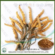 China Herbal extract factory supply cordyceps sinensis extract dong chong xia cao