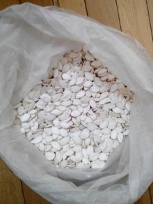 snow white pumpkin seed