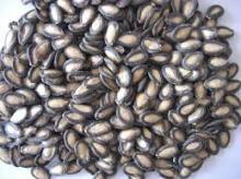  Black  Watermelon Seeds Grade A for sale