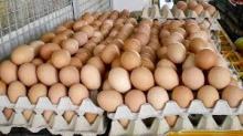Fresh  brown   chicken   eggs  for  sale 