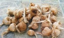  saffron  seed dor sale