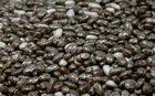 Qaulity Chia Seed for sale