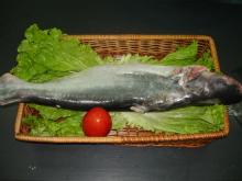 Pangasius ( Basa/ Dory) whole round origin Vietnam