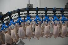 Frozen Halal whole chicken at factory prices