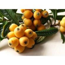 High quality Ursolic Acid 25% 98%
