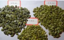 pumpkin seed kernels AA GRADE