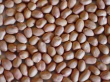 Ground Nuts