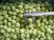 new crop IQF Hami Melon Ball, Frozen honeydew melon, cantaloupe