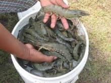 Black Tiger Shrimps