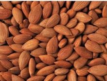 sweet apricot kernels crop 2015
