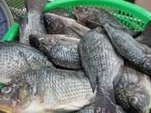 FROZEN TILAPIA available