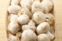 frozen champignon mushroom ,fresh champignon mushroom 2015