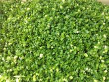 New Crop IQF Chive, Frozen Chive