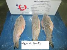 we sell rohu, red pomfret , horse mackerel , catfish with good price