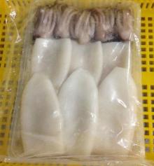 Cleared  squid  tube tentacle