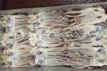 Best quality squid tentacle