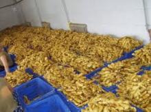 FRESH GINGER for sale