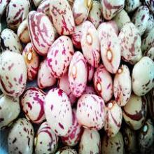 light speckled kidney bean for sale