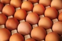  Fresh   Chicken   Table   Eggs  & Fertilized Hatching  Eggs 