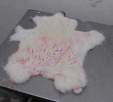 Frozen  Rabbit  Skins