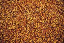 Human food frozen silkworm chrysalis