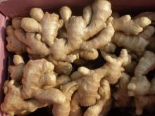 Dried and Fresh Ginger