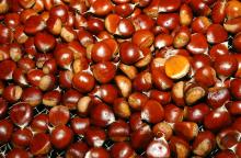 Wholesale  sweet   fresh   chestnut 
