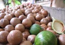 Macadamia   Nut  in  Shell 