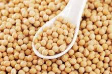 Soybean