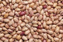  Pinto   kidney   beans 