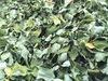 Dried  Moringa   Leaves 