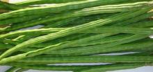 Drunsticks, Sanjna, Moringa Pod