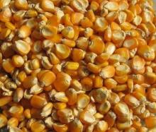 white and yellow corn available