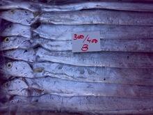 Whole fresh frozen ribbon fish