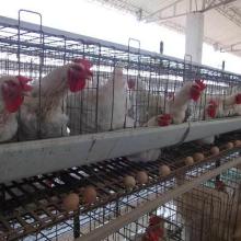Grade A Broiler Hatching eggs Ross 308 and Cobb 500