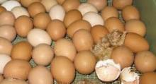 +90 hatchability Broiler Hatching eggs Ross 308 and Cobb 500
