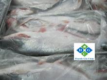 FROZEN  PANGASIUS  FISH