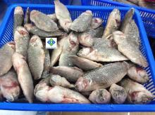 FROZEN FRESHWATER FISH