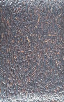 organic riceberry,Japanese rice,sushi rice,red rice,black rice