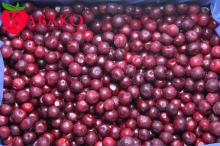Supply Fresh IQF Frozen Cherry