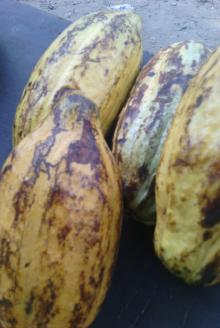 cocoa beans