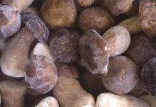 Frozen   Boletus   Edulis 