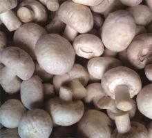 Frozen Agaricus Bisporus