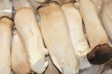 Frozen  Pleurotus  Eryngii