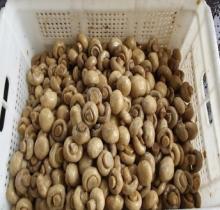  fresh   button   mushroom  wholesale champignon  mushroom  prices greenhouses for  mushroom 