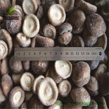 frozen  lentinus   edodes / shiitake 