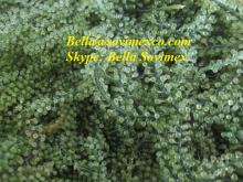 Dried Sea Grapes ( Seaweed) _ best price