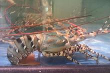 Live Panulirus Ornatus Lobsters